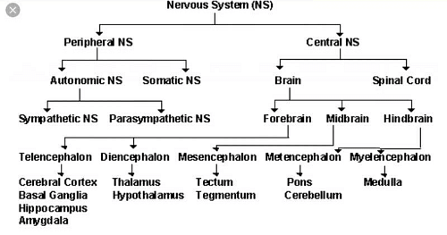 Classification of nervous system in flow chart? | EduRev Class 10 Question