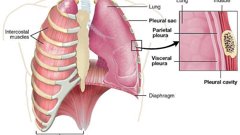 The Pleura: Anatomy, Function, and Treatment