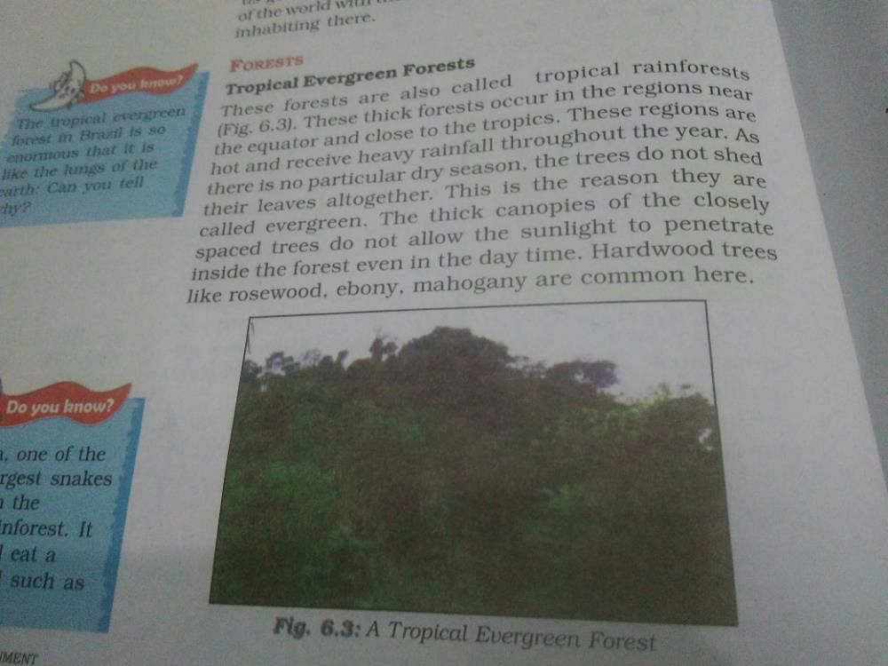 what do you understand by tropical evergreen Forest Related: Chapter Notes  1 - Chapter 6: Natural Vegetation and Wildlife, SST, Class 7 | EduRev Class  7 Question