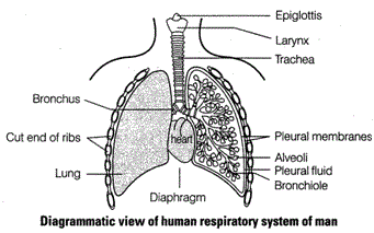 The outer pleural membrane of lungs are in close contact with the ...