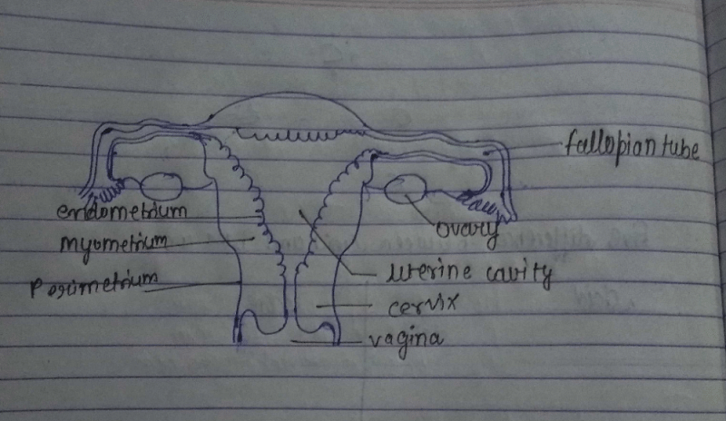A line drawing of a woman's pelvic area showing the fallopian tubes, ovaries,  uterus, cervix, and vagina. - SuperStock