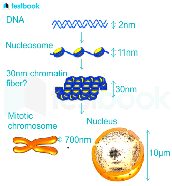 Two different types of chromatin can emerge from a 30 nm fibre ...