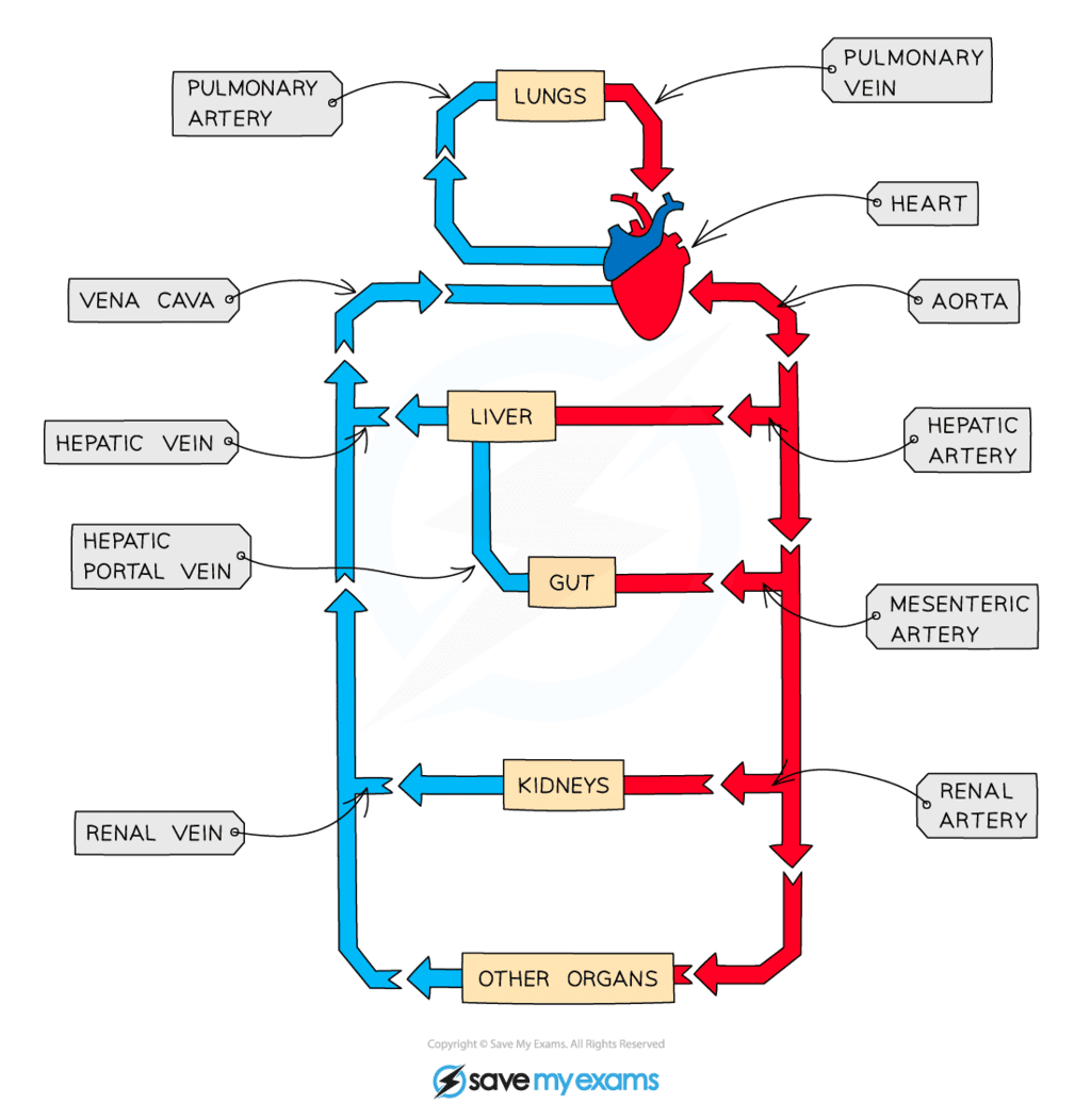 Circulation Around the Body - Year 9 PDF Download