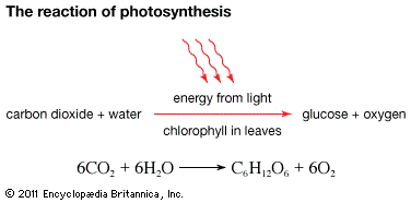 Which of the following events occurs during photosynthesis? a. Release  oxygen. b. Net increase in cellular ATP. c. Breakdown of carbohydrates. d.  Production of carbon dioxide. | Homework.Study.com