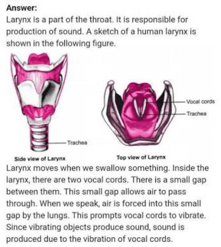 Sketch larynx and explain its function in your own words