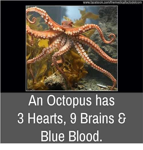 How many brains and hearts does an octopus have ? | EduRev Class 10 Question