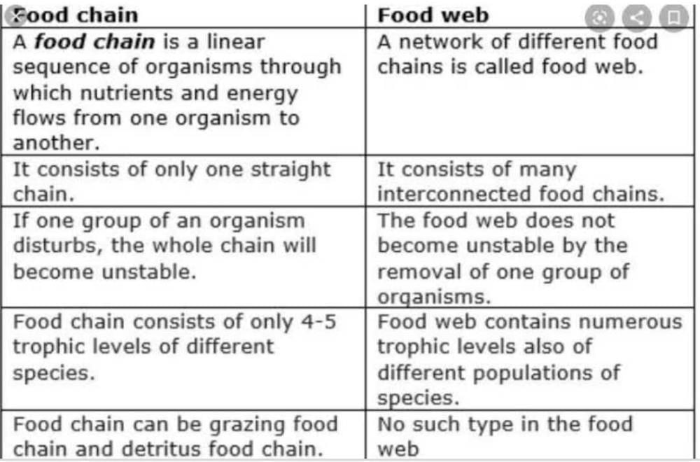 Define Food Web With Example