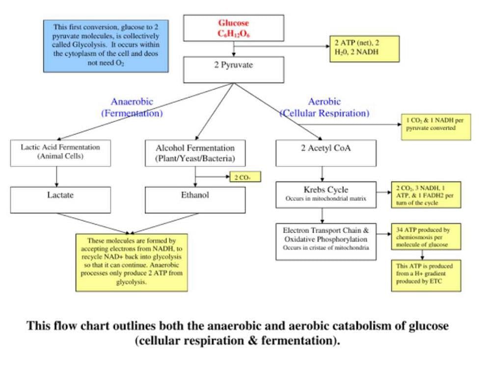 cellular respiration process diagram
