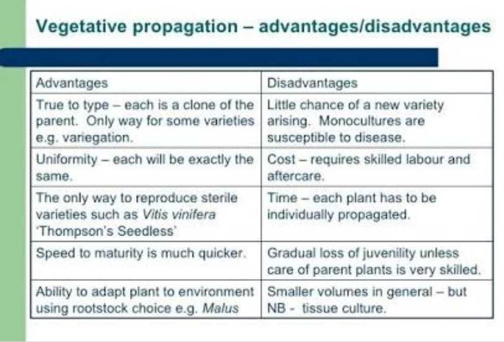 what-are-the-advantages-of-vegetative-propagation-edurev-class-10