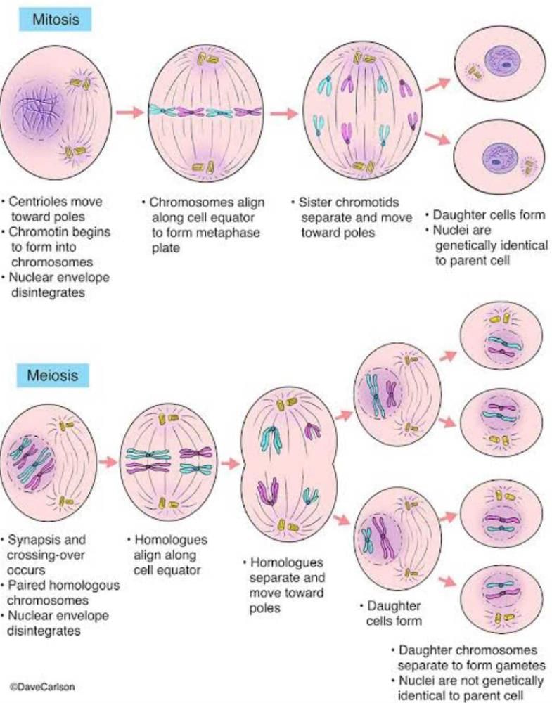 What is mitosis? What is meiosis? - EduRev Class 10 Question