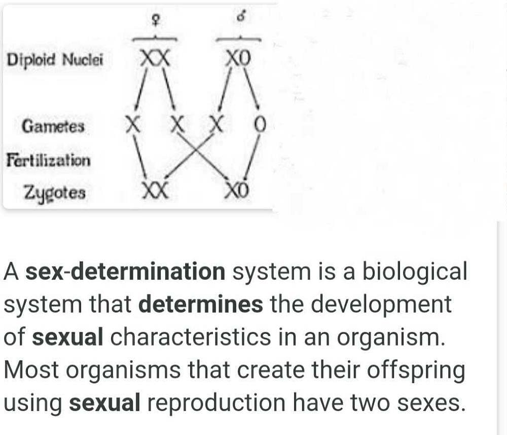 Explain sex determination in detail? - EduRev Class 10 Question