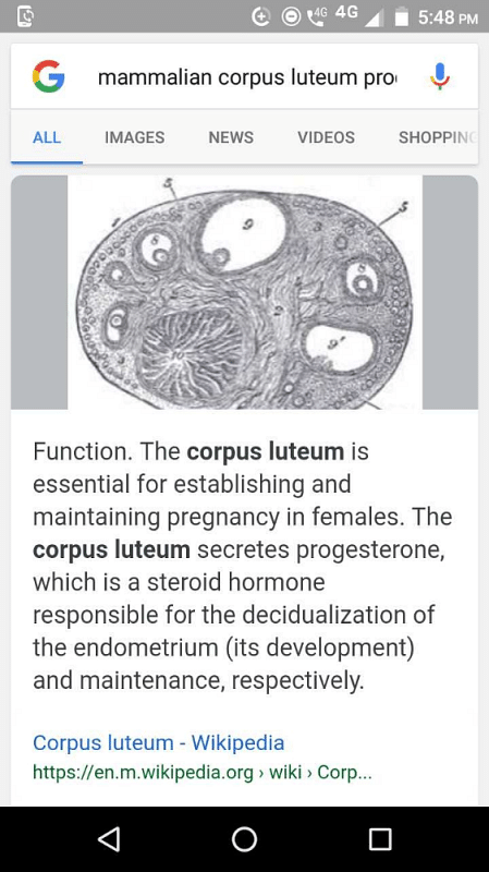 Corpus luteum - Wikipedia
