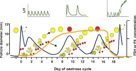 Oestrous cycles in Bos taurus cattle - ScienceDirect