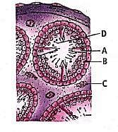 Biology Question Image