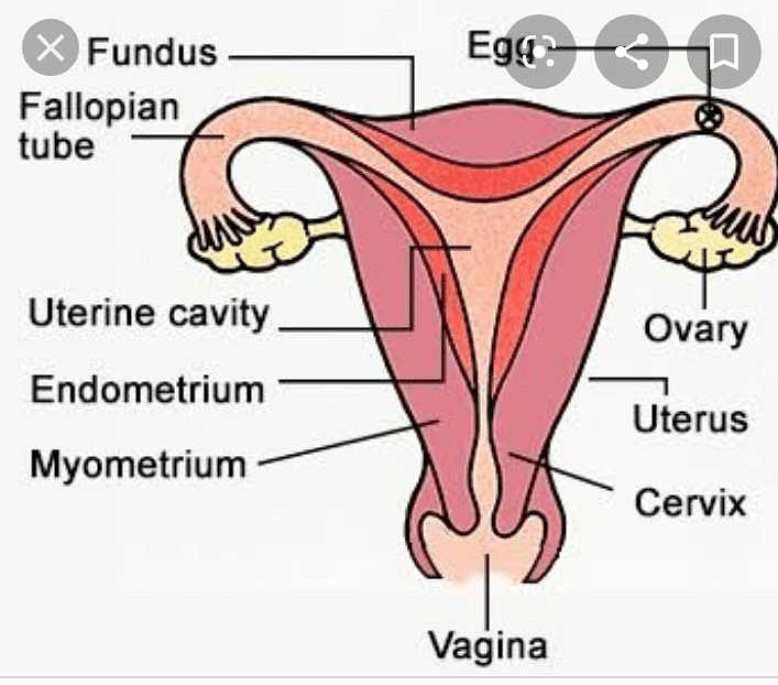 Draw a easy diagram of female reproductive system? | EduRev Class 8 Question