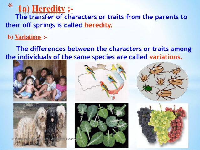 Notes Of Heredity And Evolution Class 10 Pdf Download 1714