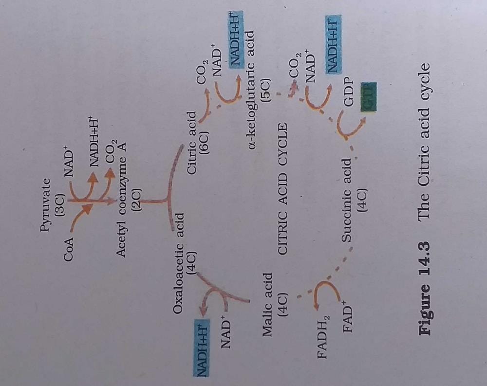 How many molecules of CO2 is released during two turns of Krebs cycle A) 2 B) 6 C) 4 D) 3
