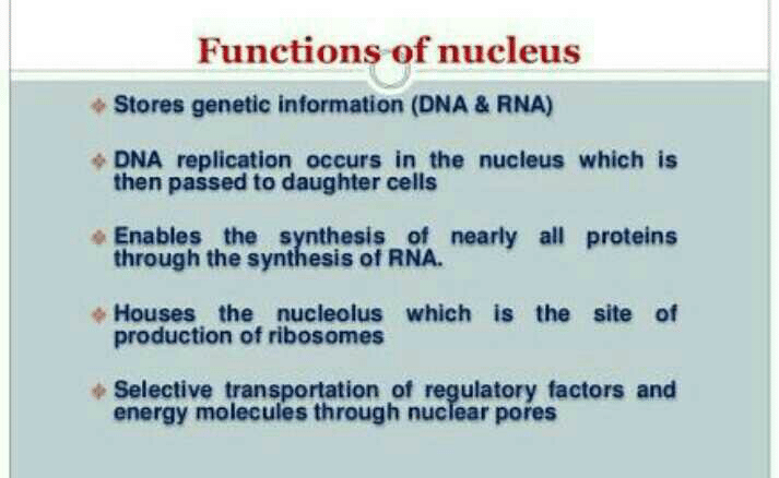 what-is-the-function-of-nucleus-related-l4-nucleus-structure