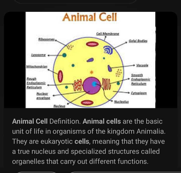 How to explain animal cell? | EduRev Class 10 Question