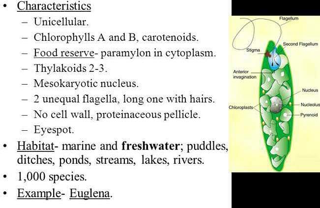 What Are The Characteristic Features Of Euglenoids 5 Marks