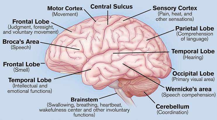 ANS 206 Brain Diagram Diagram