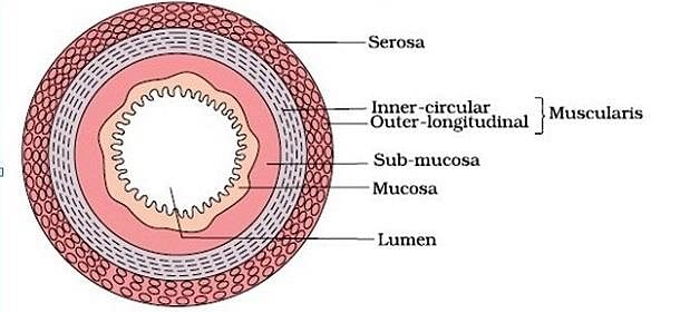 Histology of Human Gut | DrBeen