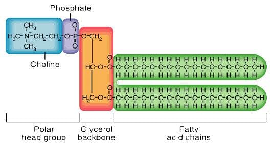 Phospholipids are formed by the esterification of.
