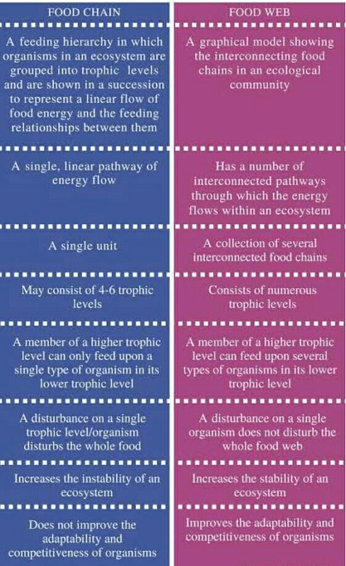 Difference Between Food Chain and Food Web