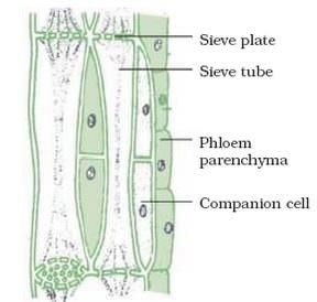 Complex permanent tissues - NEET PDF Download