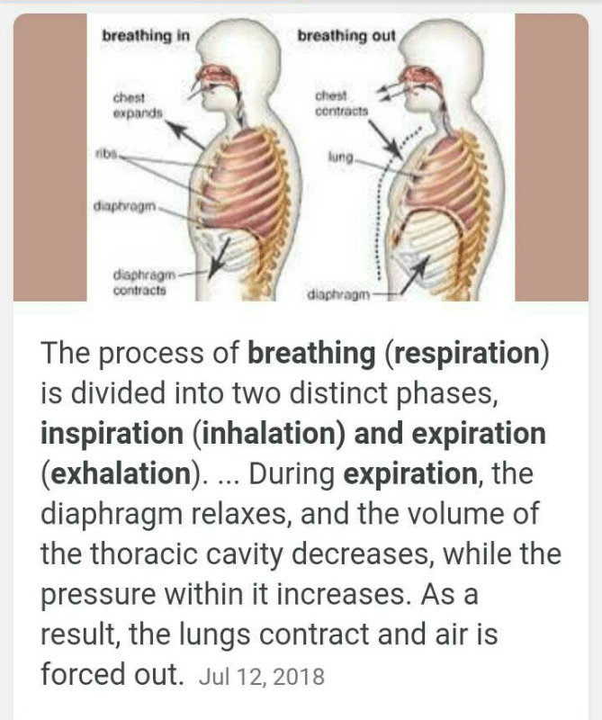 The diaphragm assists breathing bya)moving the ribs upb)stimulating the ...