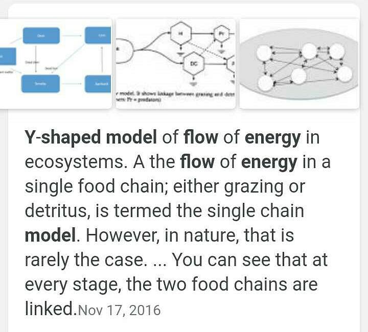 WHAT IS Y-SHAPED MODEL OF ENERGY FLOW AND WAS GIVE BY? - EduRev NEET  Question