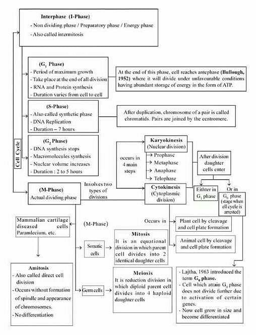 macromolecules flowchart