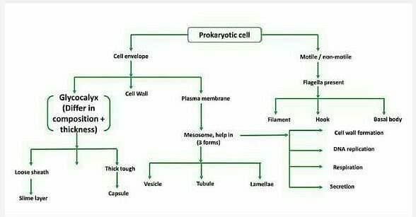 Flowchart on prokaryotic cell? - EduRev NEET Question
