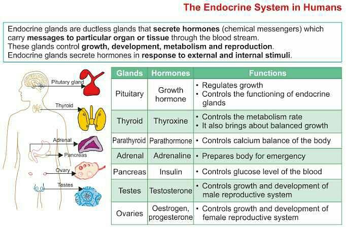 what-are-the-chemical-nature-of-hormones-their-functions-edurev