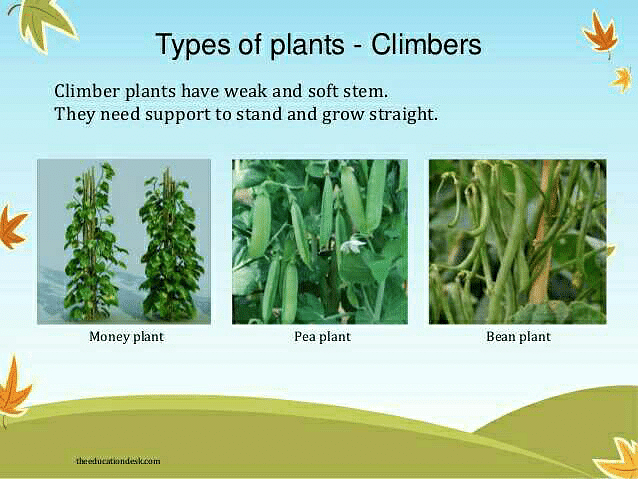 What are the functions of the stems of a creeper plant? - Quora