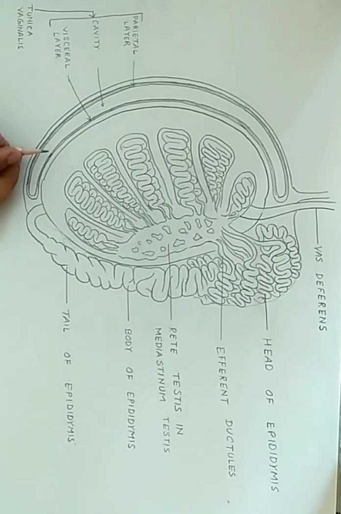 describe-the-t-s-of-human-testis-edurev-class-12-question