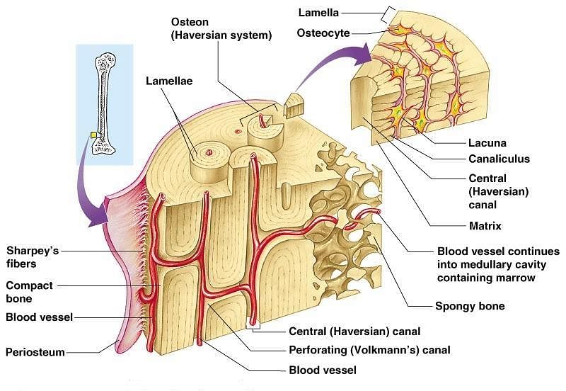 Haversian canal occurs in. | Biology Questions