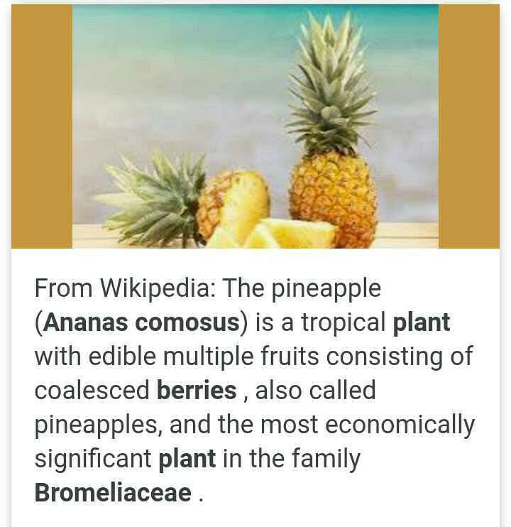 Ananas — Wikipédia