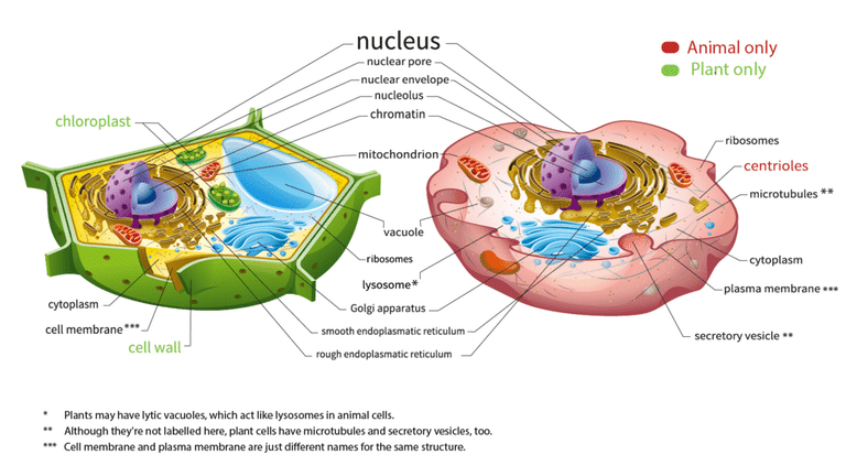 Revision Notes: Cell - The Unit of Life - Notes | Study NCERT Exemplar & Revision Notes for NEET - NEET Revision Notes: Cell - The Unit of Life - Notes | Study NCERT Exemplar & Revision Notes for NEET - NEET