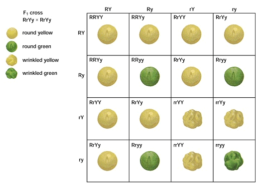 Revision Notes: Heredity & Variation - Notes | Study NCERT Exemplar & Revision Notes for NEET - NEET