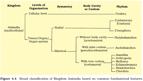 How to Master Animal Kingdom for NEET - Notes | Study Topic-wise MCQ Tests for NEET - How to Master Animal Kingdom for NEET - Notes | Study Topic-wise MCQ Tests for NEET -