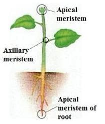 meristem examples