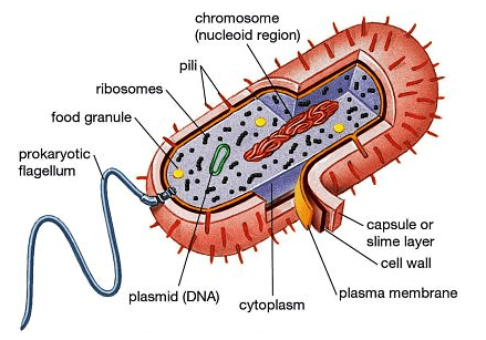 Detailed Summary: Biological Classification - NCERT Exemplar and ...