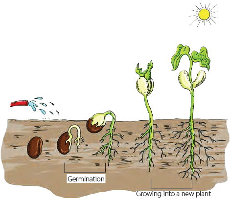 Parts of a Plant Class 3 Notes Science Free PDF