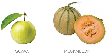 Common Fruits