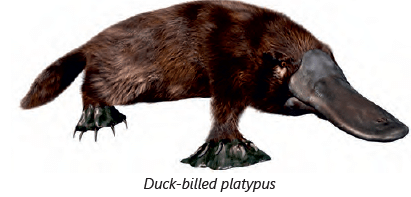 Chapter Notes: Animals: Feeding Habits Notes | Study Science for Class 3 - Class 3