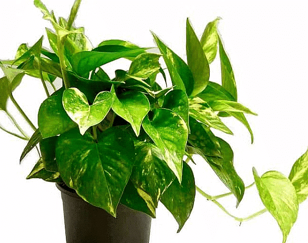 Plants Around Us - 2 Class 1 Worksheet Science
