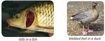 Chapter Notes: Adaptation in Animals - Notes | Study Science Olympiad Class 4 - Class 4 Chapter Notes: Adaptation in Animals - Notes | Study Science Olympiad Class 4 - Class 4