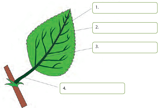 Worksheet Solution: How Do Plants Make Their Food Notes | Study Science for Class 4 - Class 4