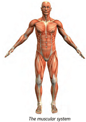 Chapter Notes: Human Body: Organ Systems Notes | Study Science for Class 3 - Class 3